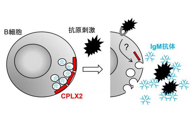 Fig%202_tsuru.png