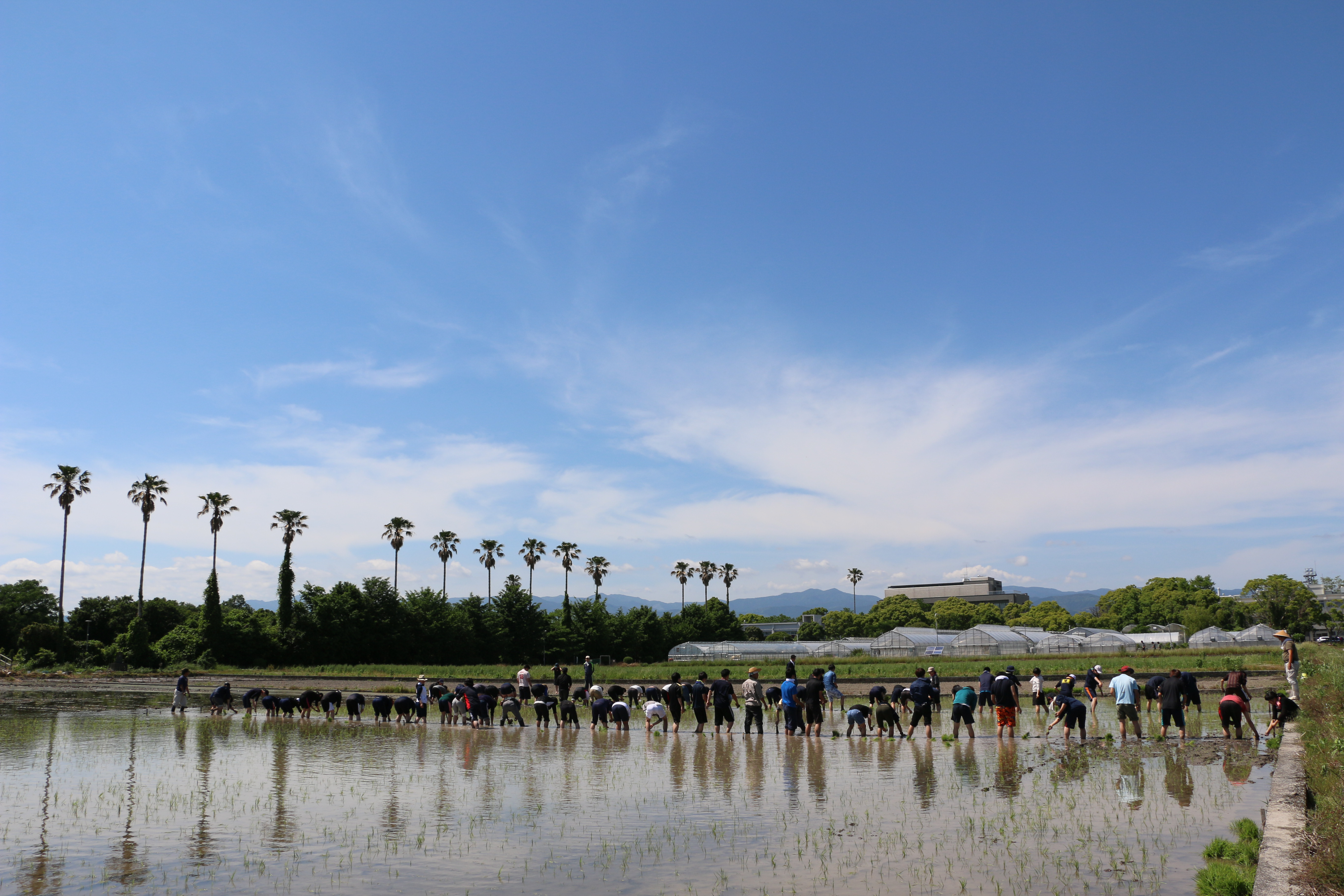 「フィールドサイエンス実習　”田植え”」.JPG