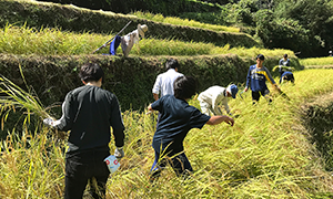 地域協働学部